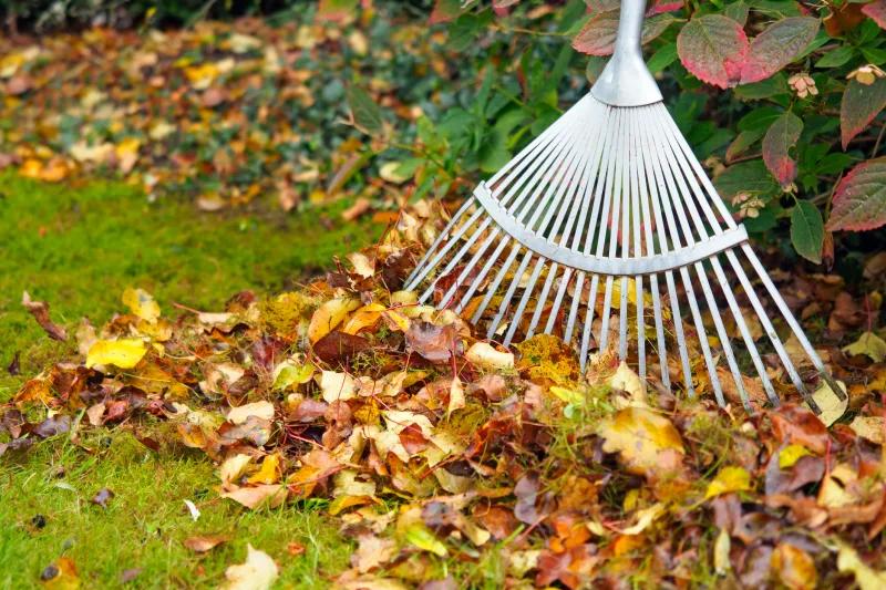 Source: https://archzine.fr/jardin/dilemme-faut-il-ramasser-les-feuilles-mortes-et-pourquoi-le-faire/